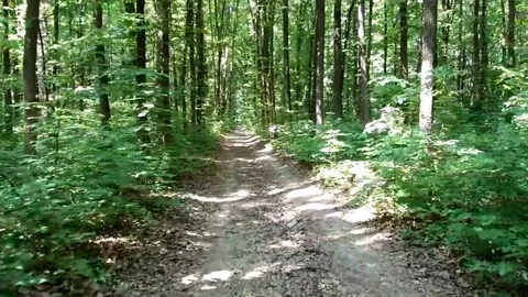 Summer forest Stockbeeldmateriaal 90505760