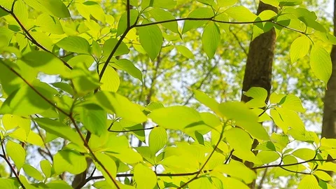 Summer forest. Stock Footage 95566790
