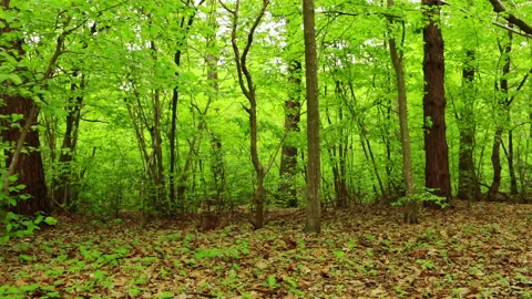 Summer Forest Видео 106463111