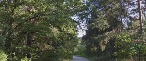 Summer Forest 動画素材 111969323