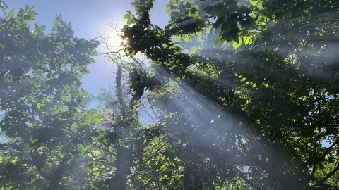 In the summer forest Stock Footage 112195183