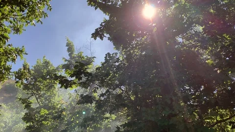 In the summer forest Stock Footage 112195793