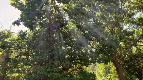 In the summer forest 库存影片 112196117