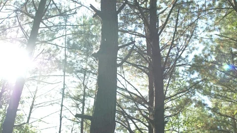 Summer Forest 库存影片 112664328