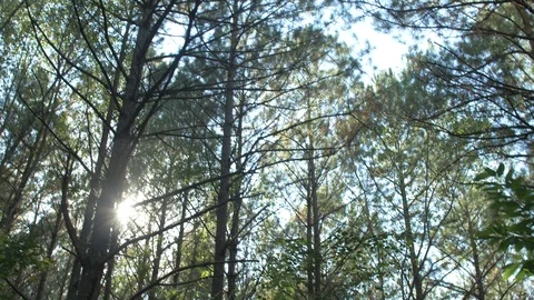 Summer Forest 库存影片 112664336