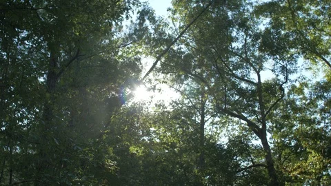 Summer forest 库存影片 112664347