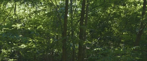 Summer Forest 動画素材 113332179