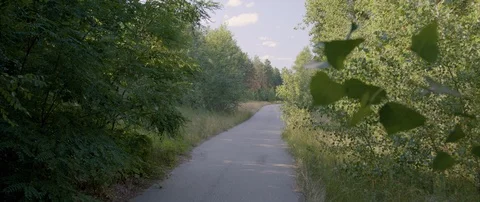 Summer Forest 動画素材 113332769