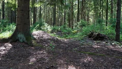 Summer Forest Vídeo Stock 114238446