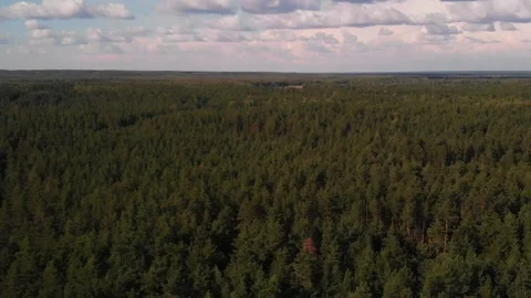  summer forest Stock Footage 146328306