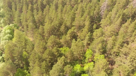 Summer forest Stock Footage 146665247