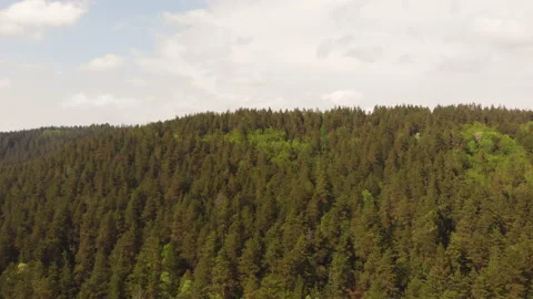 Summer forest Stock Footage 146665338