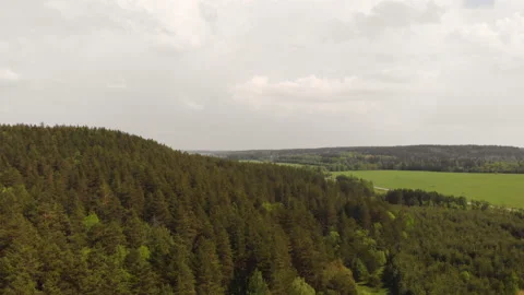 Summer forest Stock Footage 146665377