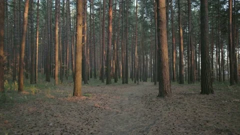 Summer forest Stock Footage 146889209