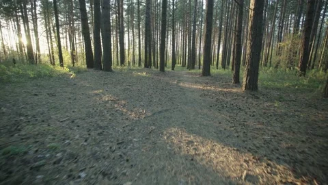 Summer forest Stock Footage 146889290