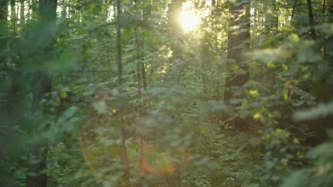 Summer forest. Stock Footage 147267019