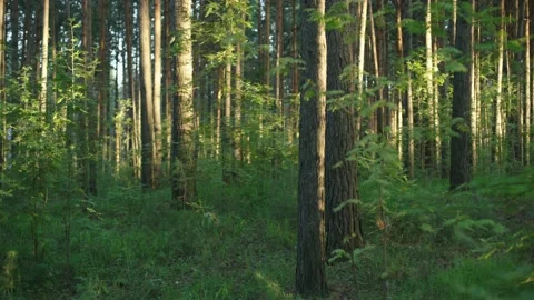 Summer forest. Stock Footage 147267265