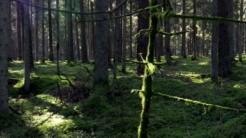 Summer forest Video stock 151025860