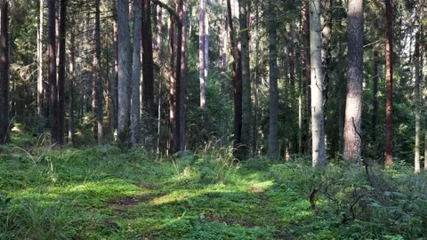 Summer forest Video stock 151026094