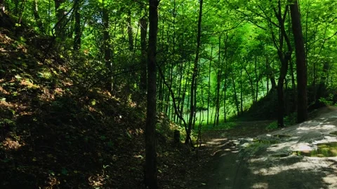 Summer forest Vidéo 158029243