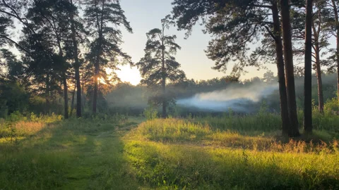 Summer forest Stock Footage 167416754