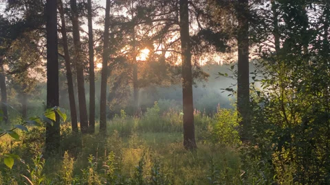 Summer forest Stock Footage 167416801