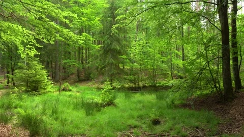 Summer Forest Stock Footage 244672906