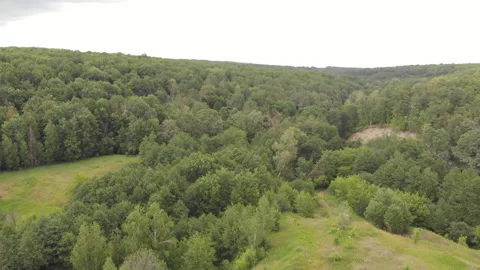 Summer Forest Stock Footage 245446624