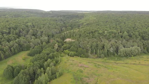 Summer Forest Stock Footage 245501484