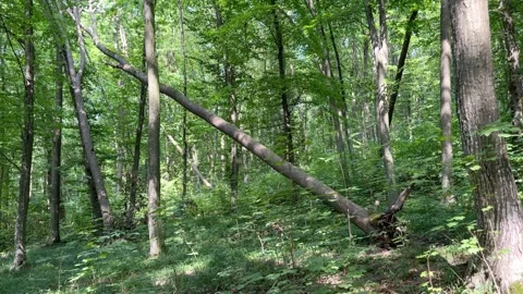 Summer forest Stock Footage 247284250