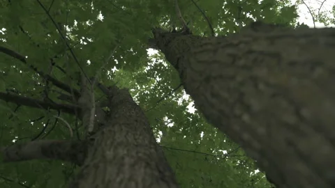 Summer forest Forest Breeze bottom up view Stock Footage 246259324
