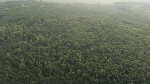 Summer Forest - Forward Flying 01 Stock Footage 159049519