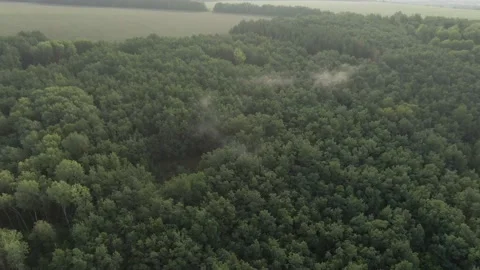 Summer Forest - Forward Flying Through the Clouds of Fog 01 Stock Footage 159049540