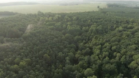 Summer Forest - Forward-Upward Flying Through the Clouds of Fog 01 Stock Footage 159049432