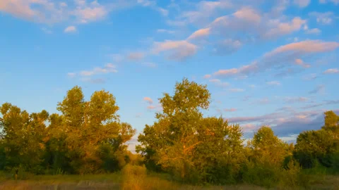 Summer forest glade at the evening time lapse scene Stock Footage 160536323