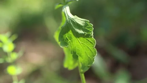 A summer forest green leaf with wind Stock Footage 134063544