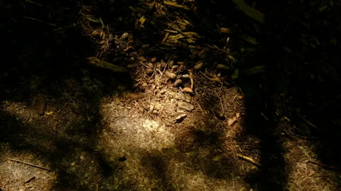 Summer forest ground, pine cones, pine needles Stock Footage 284244132