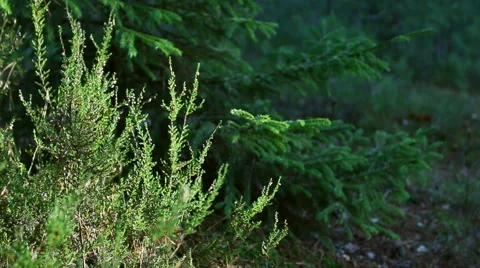 In summer forest heather and pine branches swaying in the wind. Video stock 60211177