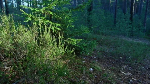 In summer forest heather and tree branches swaying in the wind. Video stock 60212304