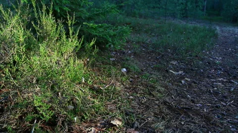 In summer forest heather sways in the wind. Video stock 60210047