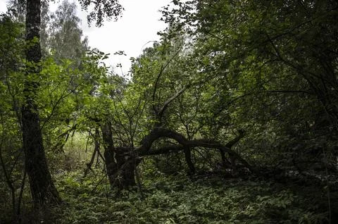 Summer forest in heavy rain with dark green foliage and tree trunks Stock Photos