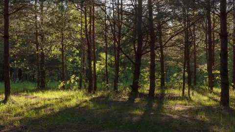Summer Forest illuminated by sun rays. Stock Footage 294178694