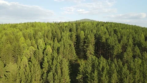 Summer forest in Irkutsk shooting from a drone Stock Footage 196812272