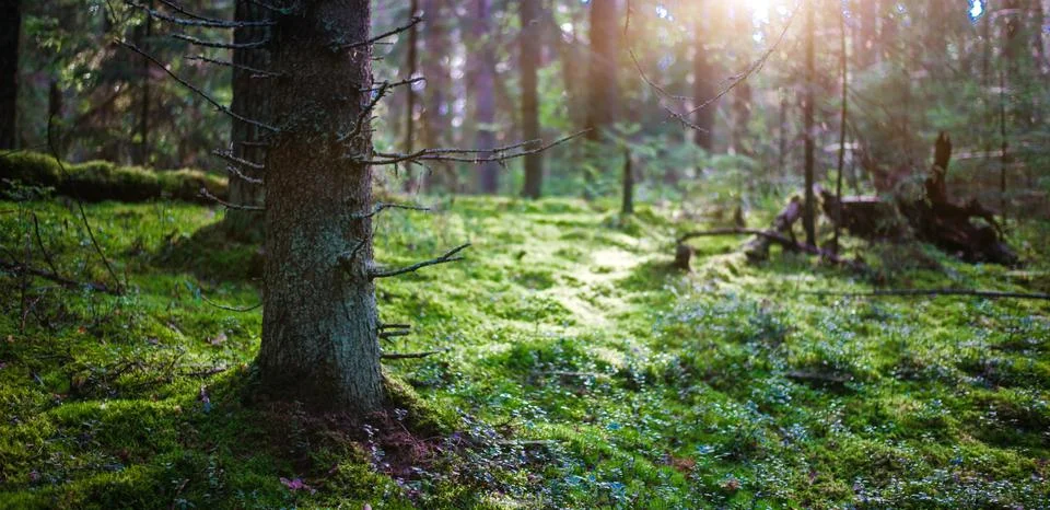 Summer forest jungle Stock-Fotos