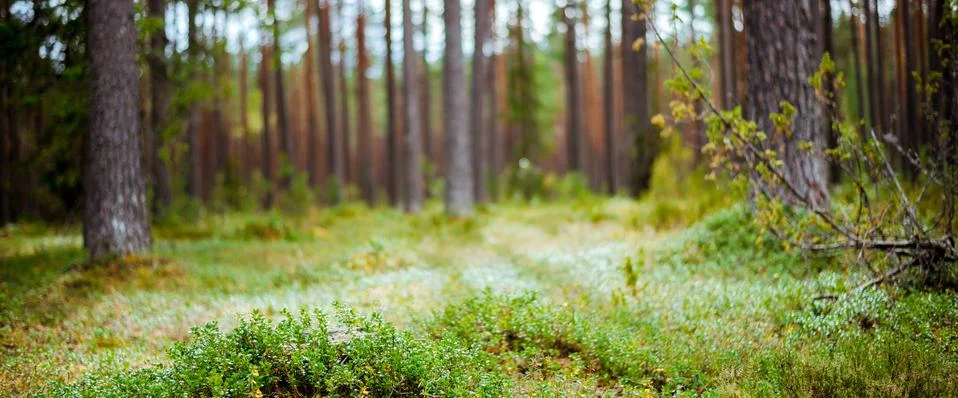 Summer forest jungle Stock Photos
