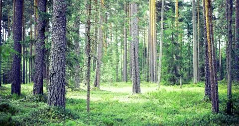 Summer forest jungle Фото