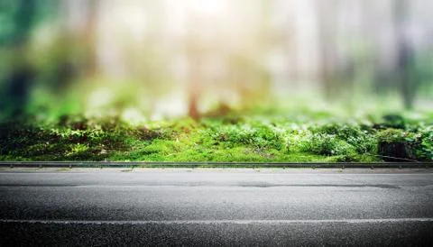 Summer forest jungle Stock Photos