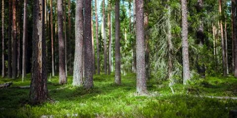 Summer forest jungle Stock Photos