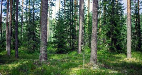 Summer forest jungle Stock-Fotos