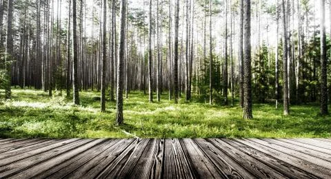 Summer forest jungle Stock Photos